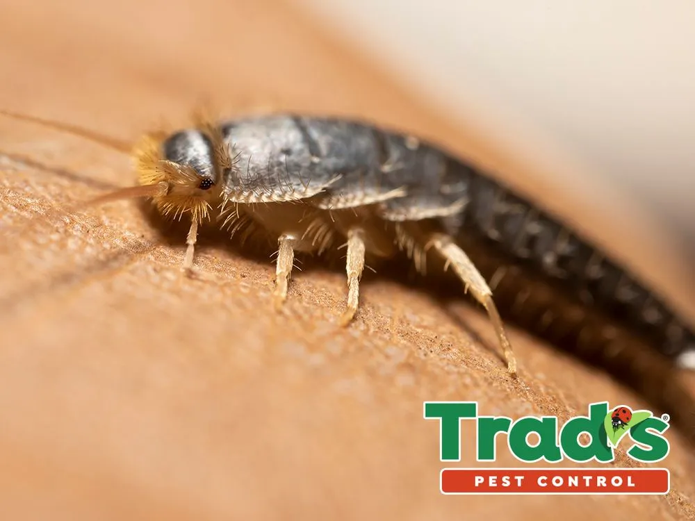 Reliable landscape installation for year-round maintenance in Jacksonville, FL by Trad's Pest Control