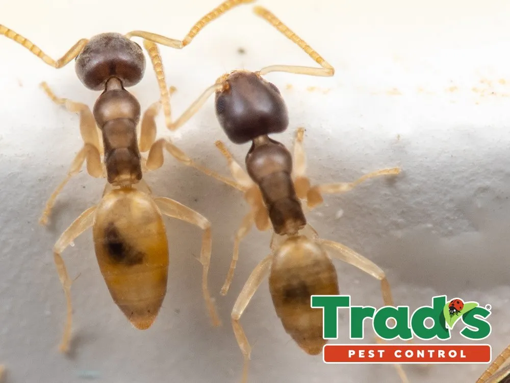 Top-rated landscape design for outdoor upgrades in Jacksonville, FL by Trad's Pest Control