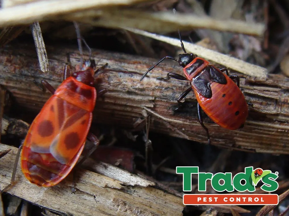 Local yard cleanup service for beautiful yards in Jacksonville, FL by Trad's Pest Control