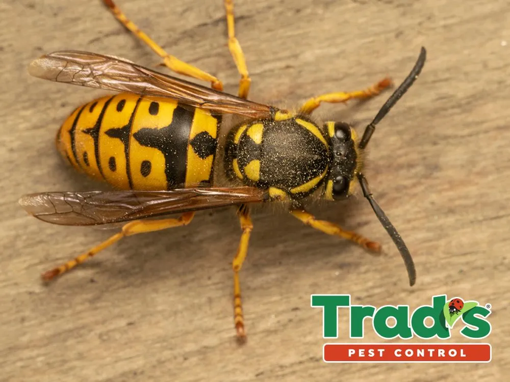 Trusted lawn mowing service for outdoor upgrades across Jacksonville, FL - Trad's Pest Control