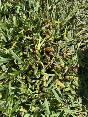 Trad's Pest Control Logo