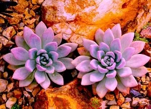 Professional garden landscaping with custom design in Tracy, CA by Traina Thought Landscapes