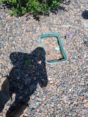 Tranquil Grounds Management Logo