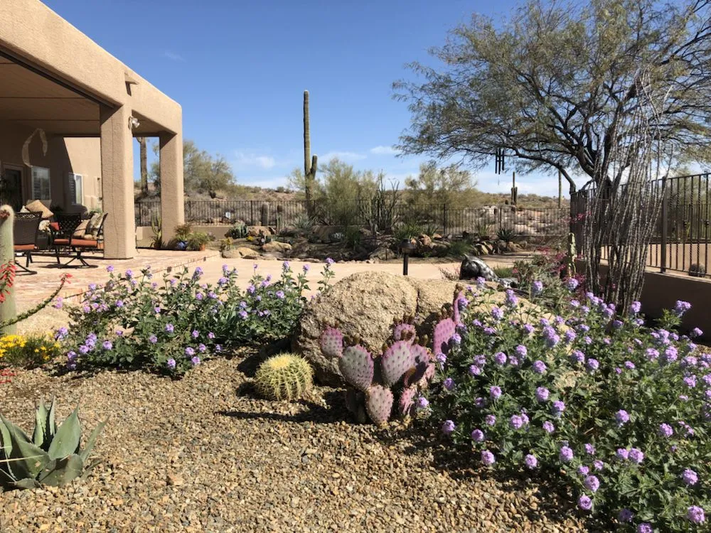 Professional yard maintenance in Queen Creek, AZ - Tranquil Oasis Landscapes