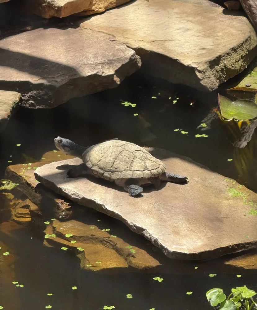 Reliable landscape installation in Austin, TX by Tranquil Waters