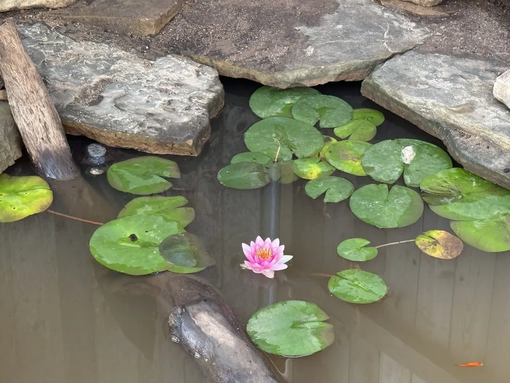 Trusted yard cleanup service in Austin, TX - Tranquil Waters