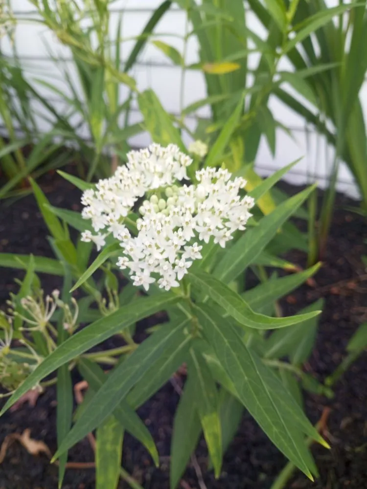 Expert outdoor landscaping in Clifton, NJ - Tranquility Gardens And Ponds