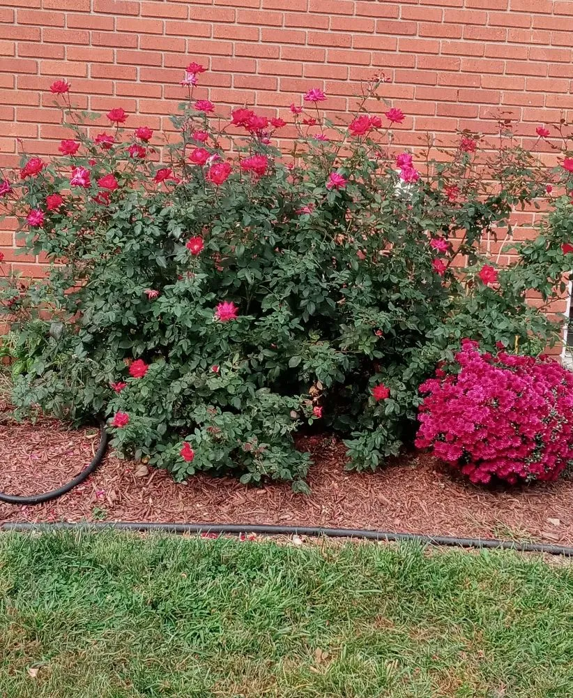 Expert landscape design experts serving Clifton, NJ - Tranquility Gardens And Ponds