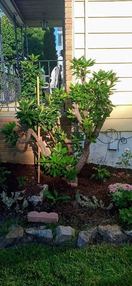 Trusted yard cleanup service in Clifton, NJ by Tranquility Gardens And Ponds