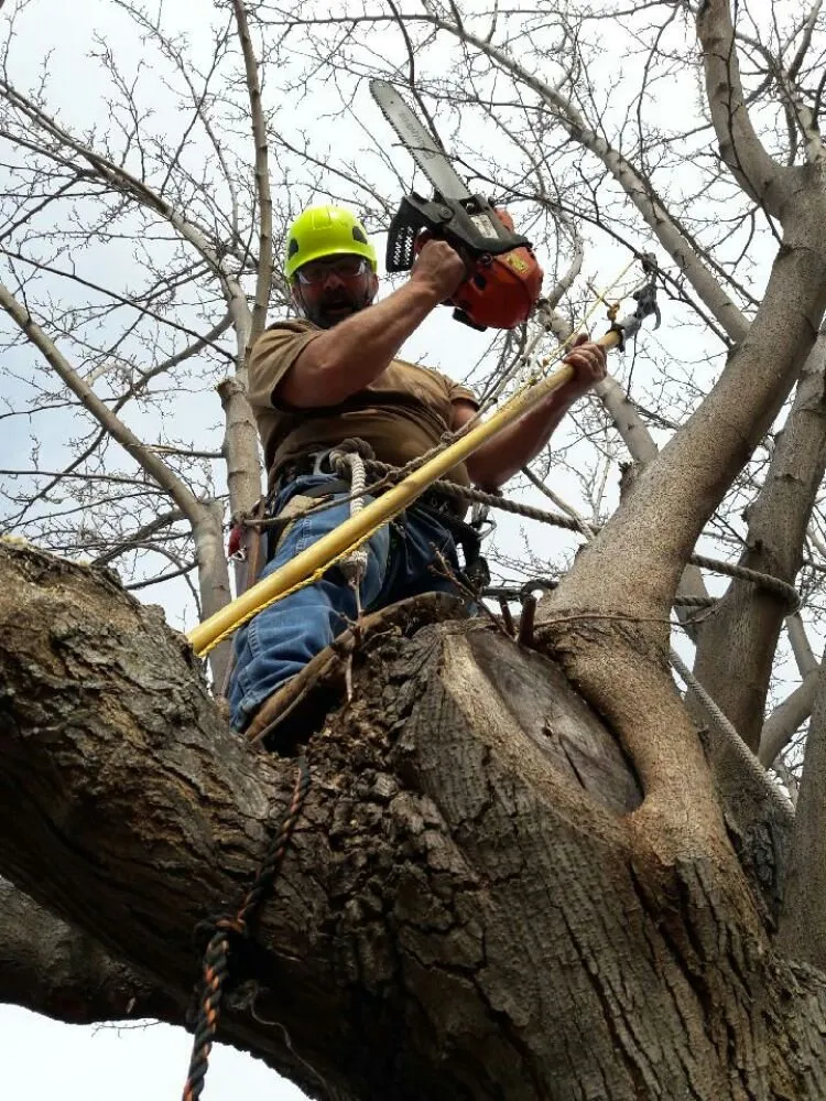 Top-rated residential landscaping near you in Meridian, CA by Tranquility Lawn Care & Tree Service