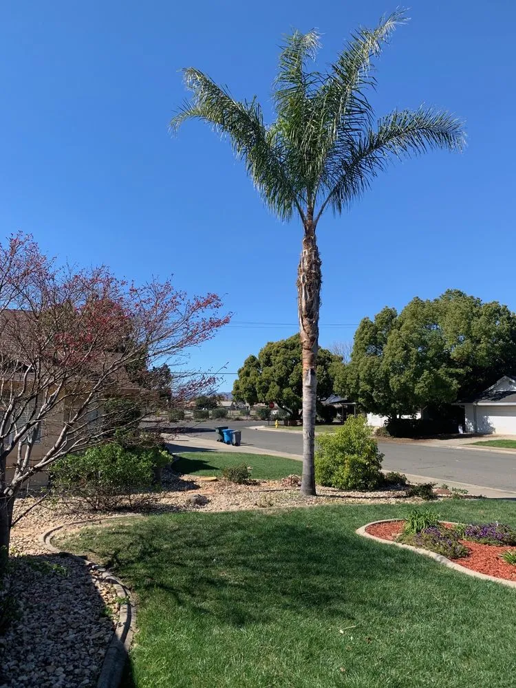 Top-rated landscape design for residential properties across Meridian, CA - Tranquility Lawn Care & Tree Service