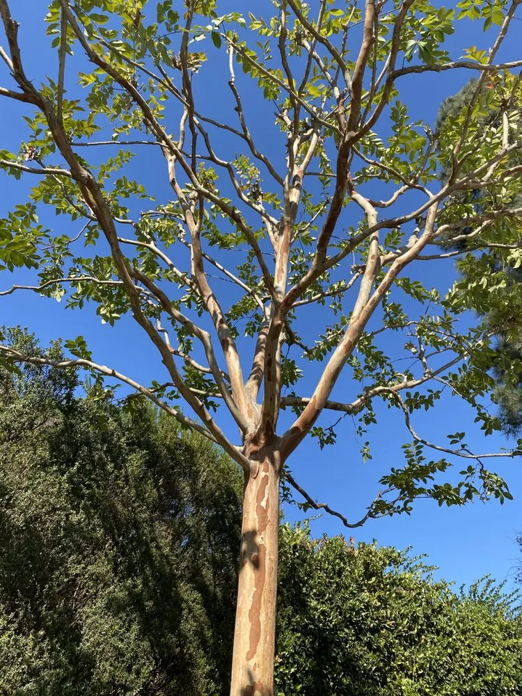 Professional landscaping services in Riverside, CA - Trans Garden