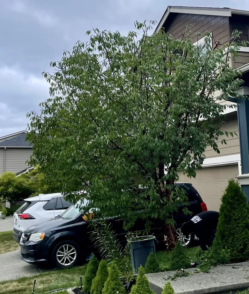 Professional landscaping services for beautiful yards across Spanaway, WA - Tran's Landscaping & Gardening