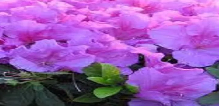 Reliable lawn care service for residential properties across Fairmont, WV - Trans Plant Landscaping LLC