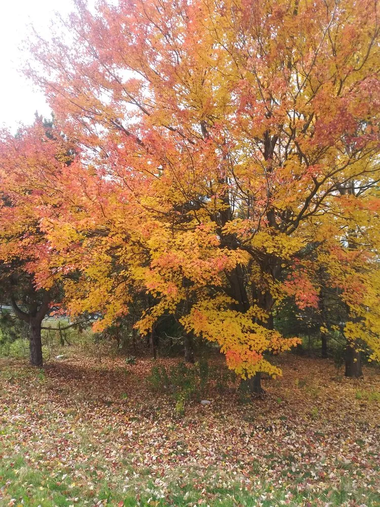 Reliable residential landscaping for residential properties in Worcester, MA by Transcape Your Landscape