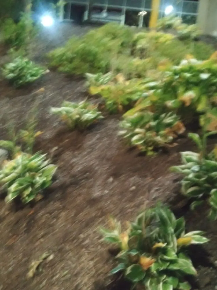 Professional yard cleanup service for beautiful yards across Worcester, MA - Transcape Your Landscape