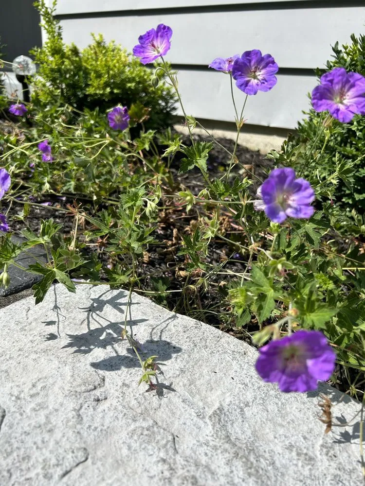 Professional landscape design in Baden, PA by Transfigurations Landscaping + Construction