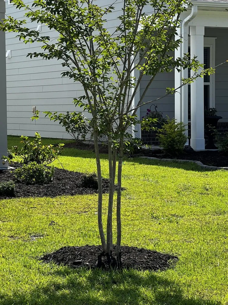 Top-rated landscape design in Johns Island, SC - Transformed Landscape Design and Maintenance