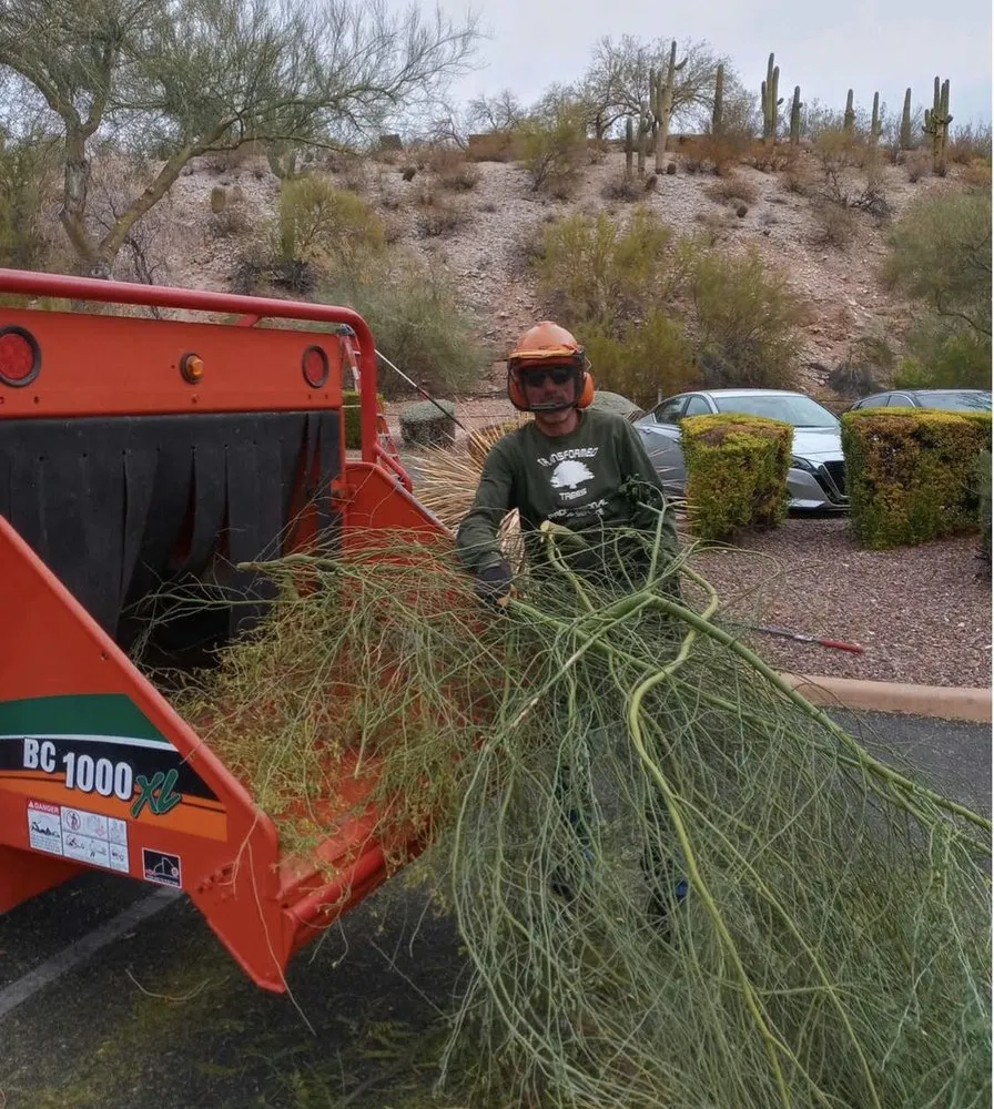 Top-rated garden landscaping in Tucson, AZ - Transformed Trees and Landscaping