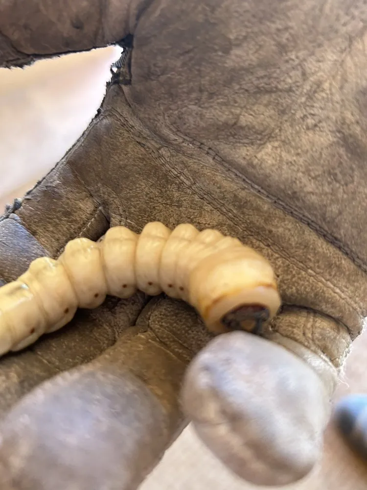 Expert landscaping services with custom design across Tucson, AZ - Transformed Trees and Landscaping