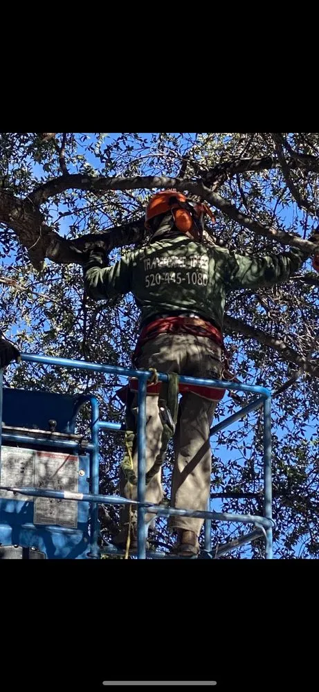 Reliable landscape installation in Tucson, AZ - Transformed Trees and Landscaping