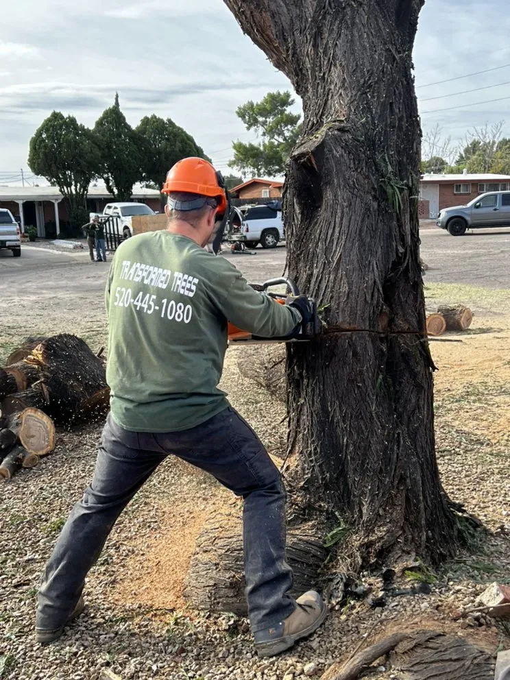 Local landscape design near you across Tucson, AZ - Transformed Trees and Landscaping