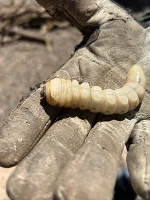 Transformed Trees and Landscaping Logo