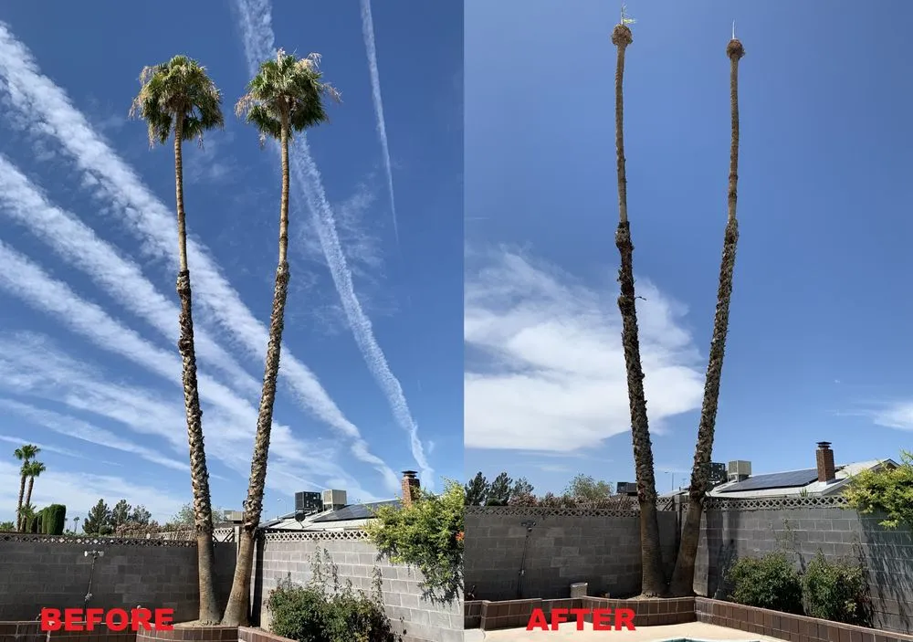 Affordable lawn care service in Las Vegas, NV by Transformers Landscaping