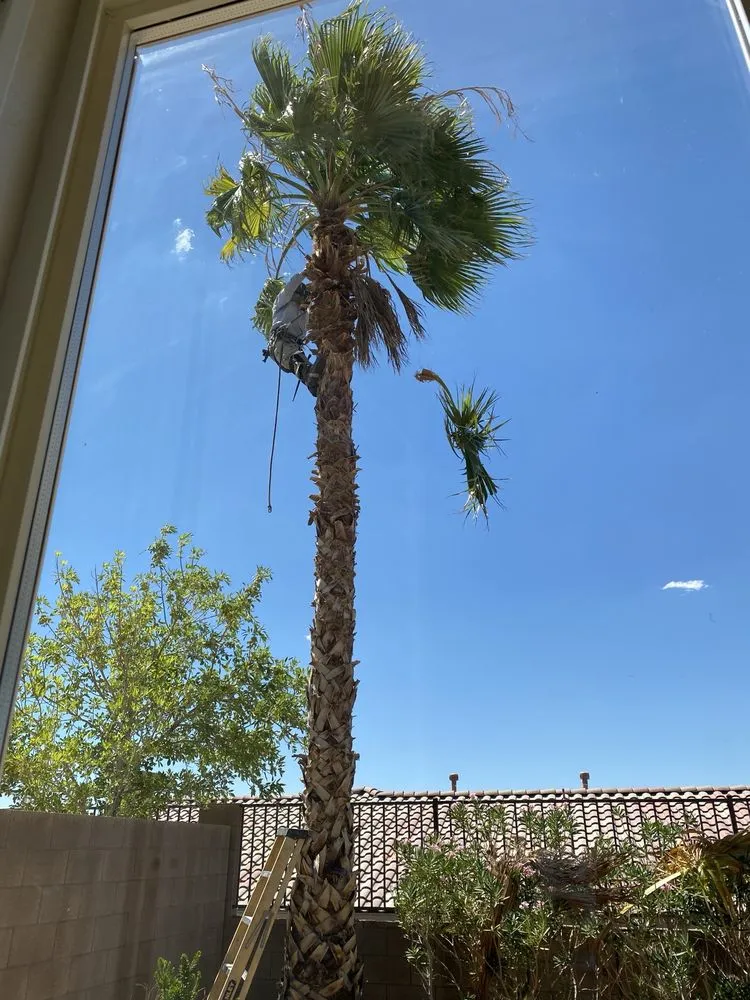 Top-rated landscape installation experts serving Las Vegas, NV - Transformers Landscaping