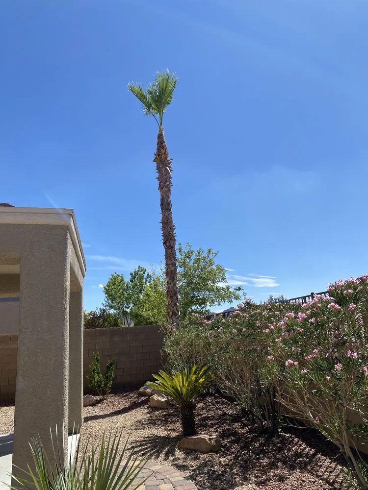 Professional yard cleanup service experts serving Las Vegas, NV - Transformers Landscaping