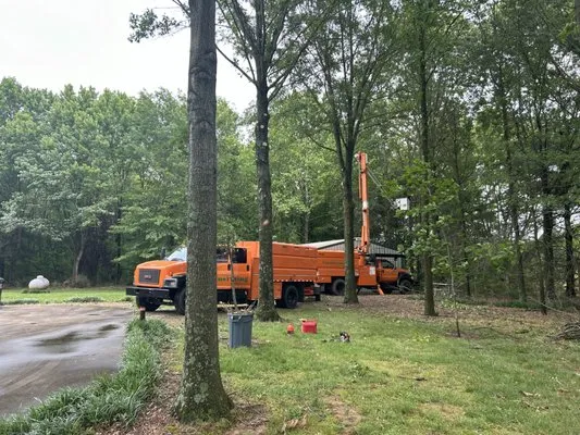 Transforming landscaping & Tree Service Logo