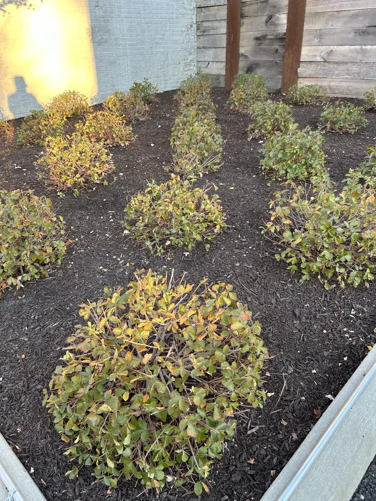 Top-rated yard maintenance in New York, NY - Transiciones