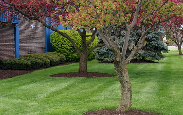 Custom yard maintenance experts serving Ogdensburg, NY - Trash, Grass and Snow