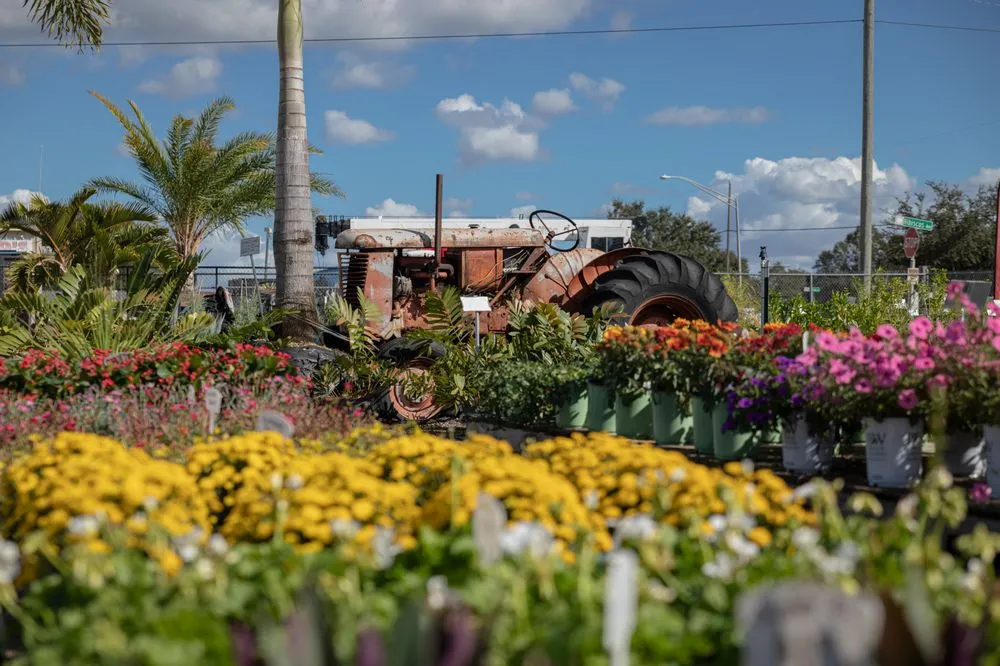 Affordable residential landscaping in Clermont, FL by Traveling Trees Garden Center