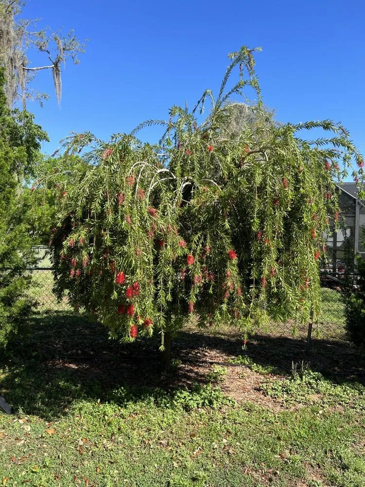 Affordable lawn care service in Clermont, FL by Traveling Trees Garden Center