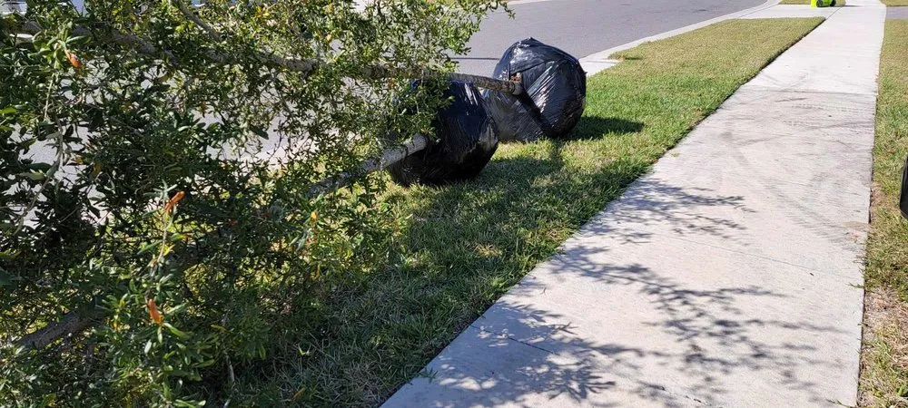 Professional landscaping services in Clermont, FL - Traveling Trees Garden Center