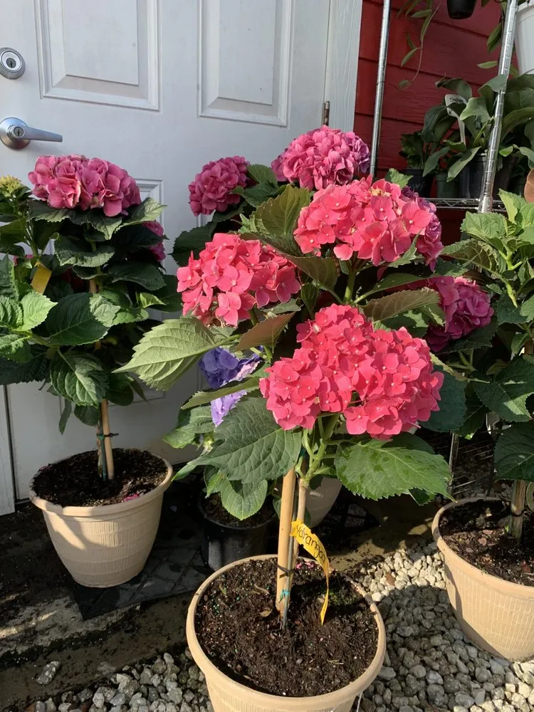 Local landscape design in Clermont, FL - Traveling Trees Garden Center