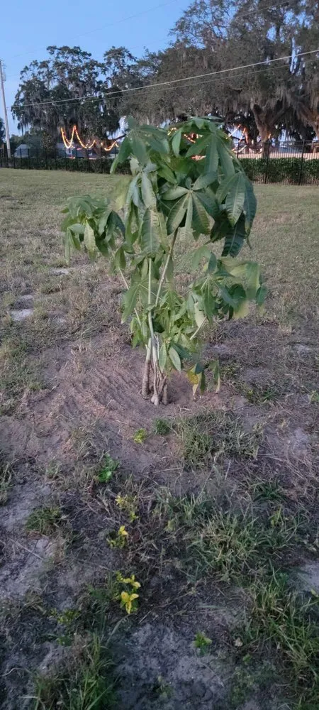 Custom garden landscaping in Clermont, FL - Traveling Trees Garden Center