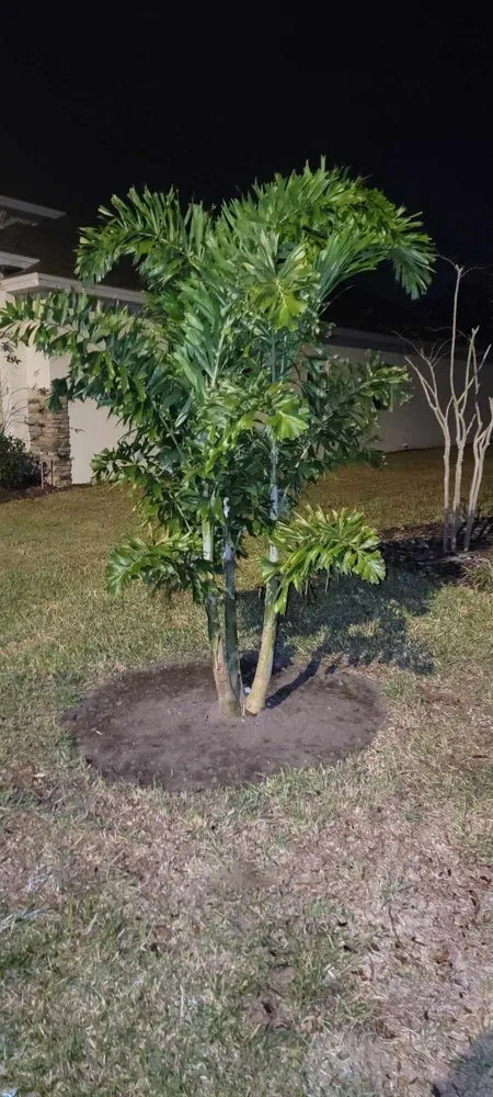 Trusted yard maintenance in Clermont, FL - Traveling Trees Garden Center