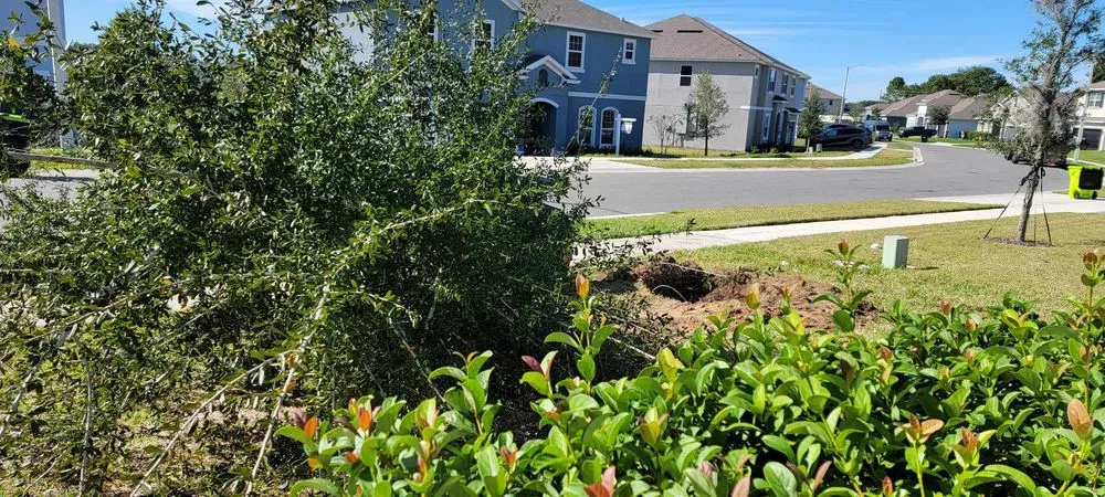 Custom landscape design in Clermont, FL - Traveling Trees Garden Center