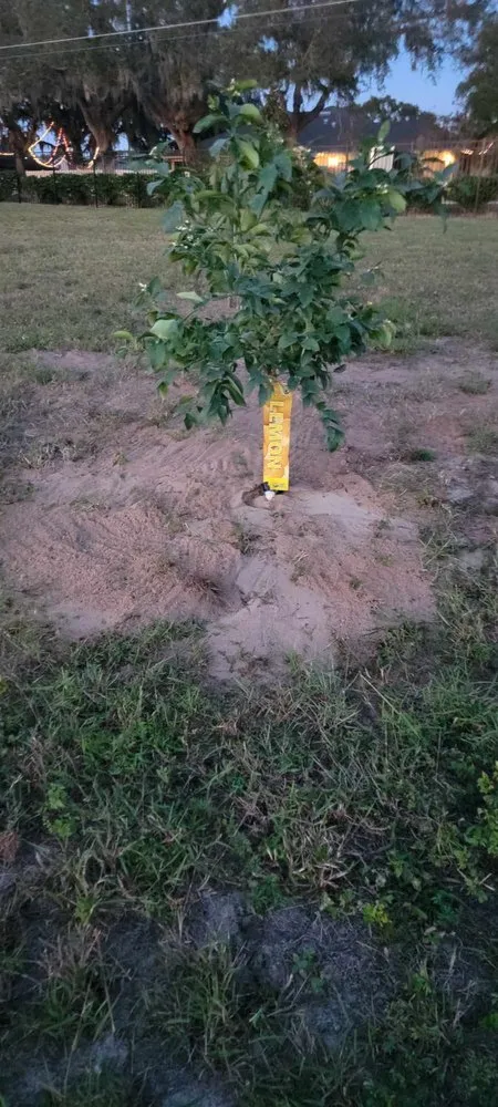 Professional yard maintenance in Clermont, FL by Traveling Trees Garden Center