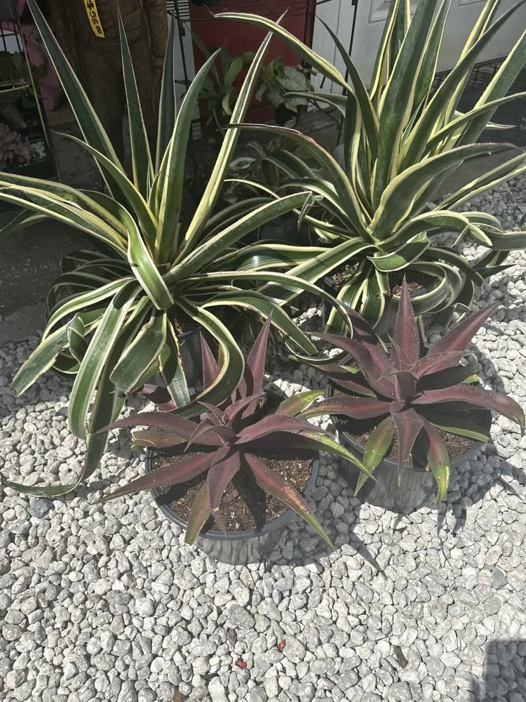 Trusted outdoor landscaping experts serving Clermont, FL - Traveling Trees Garden Center