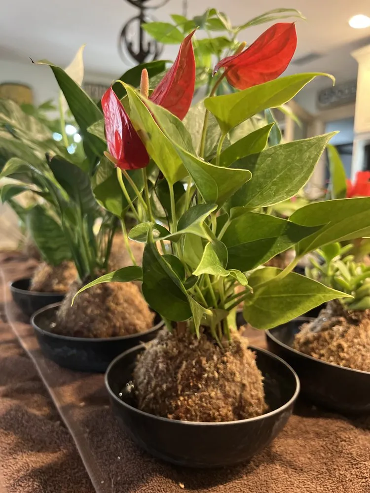 Professional lawn care service for beautiful yards across Clermont, FL - Traveling Trees Garden Center