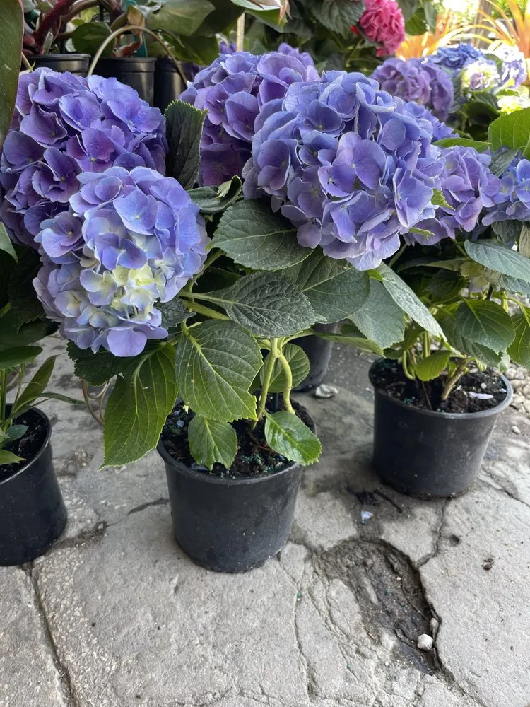 Expert yard maintenance for homes across Clermont, FL - Traveling Trees Garden Center