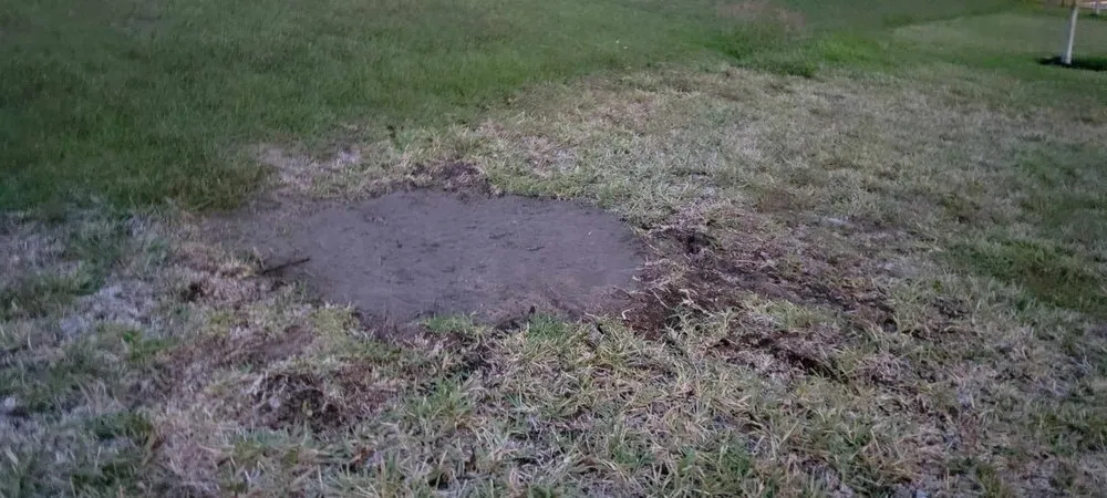 Expert lawn care service for residential properties across Clermont, FL - Traveling Trees Garden Center