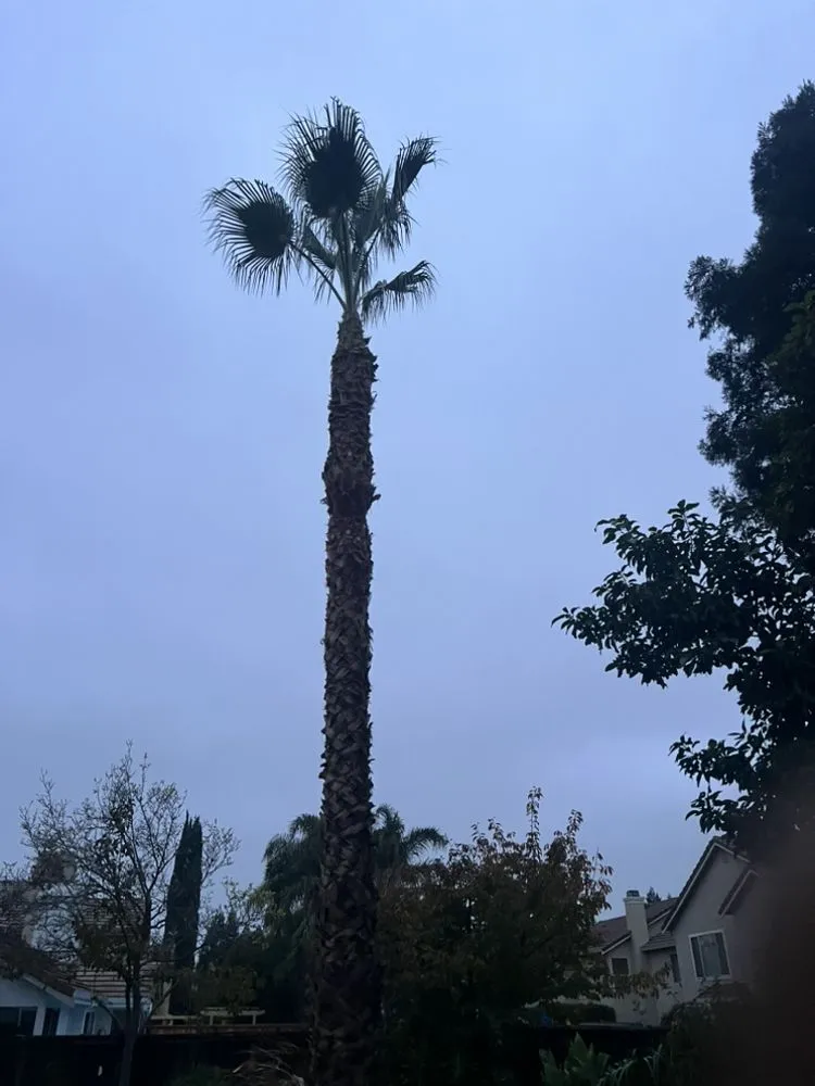 Professional garden landscaping experts serving Stockton, CA - Traviezo Landscaping