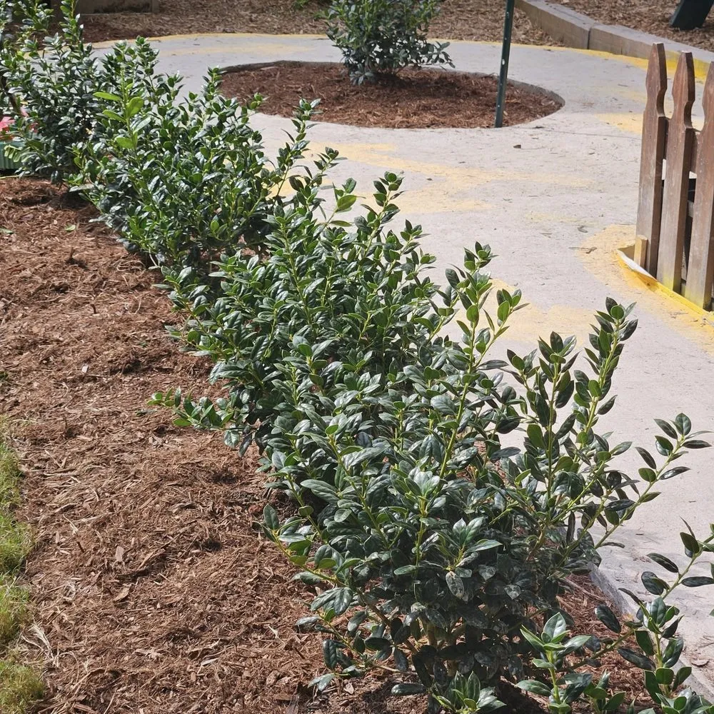 Local garden landscaping for beautiful yards across Pittsboro, NC - Travis Thurber Landscaping