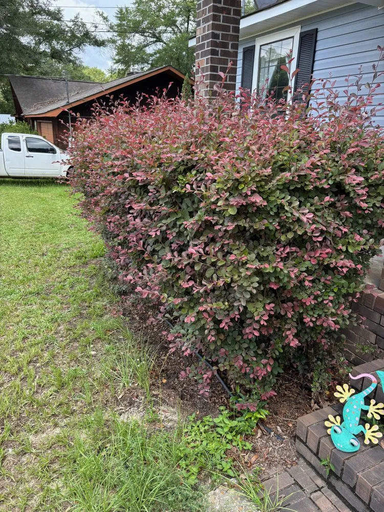 Custom garden landscaping for homes across New Brockton, AL - Trawick Gardens & Landscapes