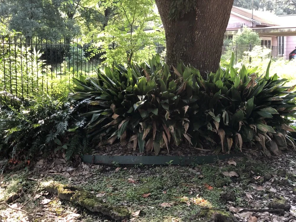 Expert lawn care service experts serving Lafayette, LA - Trays Lawn and Landcape Maintenance