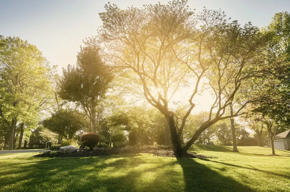 Local lawn care service for beautiful yards in Fenton, MO by TRC Outdoor